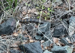 Tiliqua scincoides