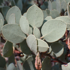Arctostaphylos viscida mariposa