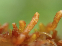 Odontoschisma denudatum