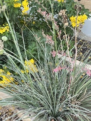 Hesperaloe