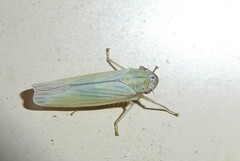 Cofana spectra