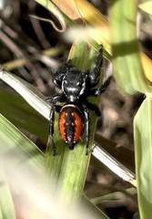 Phidippus carneus