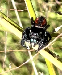 Phidippus carneus