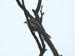 Myiagra rubecula