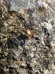 Araniella displicata