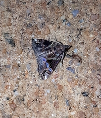 Hypena epigaea