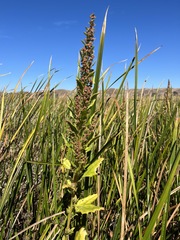 Chenopodium macrospermum
