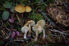 Galerina badipes