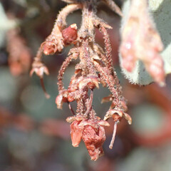 Arctostaphylos viscida mariposa