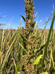 Chenopodium macrospermum