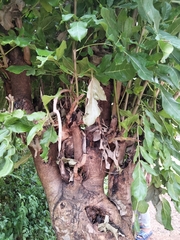 Kigelia africana