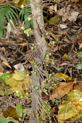Ficus congesta