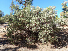 Arctostaphylos viscida mariposa