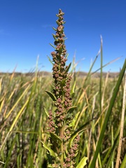 Chenopodium macrospermum
