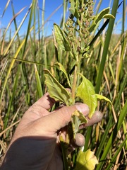 Chenopodium macrospermum