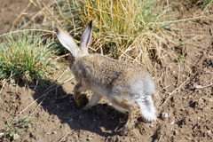 Lepus oiostolus
