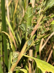 Chenopodium macrospermum