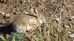 Lepus oiostolus