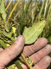 Chenopodium macrospermum
