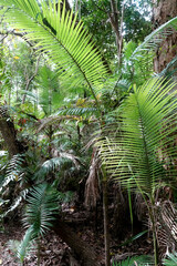 Archontophoenix alexandrae