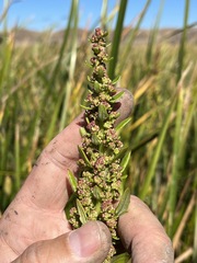 Chenopodium macrospermum