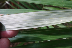 Archontophoenix alexandrae