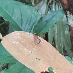 Ancistroides nigrita