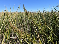 Chenopodium macrospermum