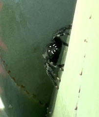 Paraphidippus basalis