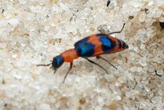 Dicranolaius bellulus