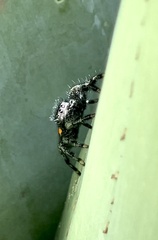 Paraphidippus basalis