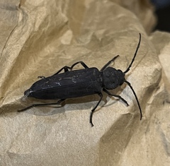 Arhopalus asperatus