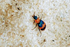 Dicranolaius bellulus