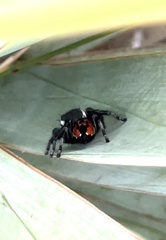 Phidippus carneus