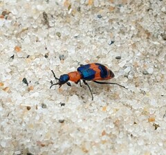 Dicranolaius bellulus