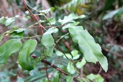 Lygodium reticulatum