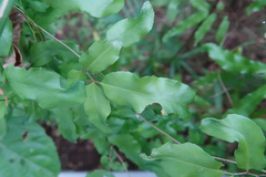 Lygodium reticulatum