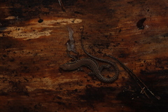 Podarcis muralis