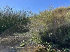 Symphyotrichum lentum