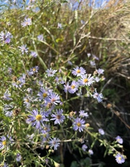 Symphyotrichum lentum