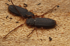 Uleiota planata