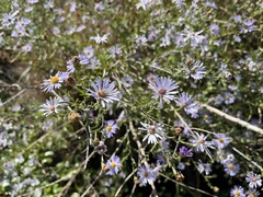Symphyotrichum lentum