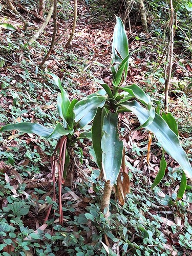 Dracaena aletriformis image