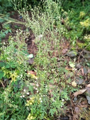 Parthenium hysterophorus