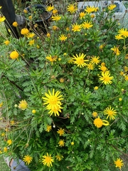 Euryops pectinatus