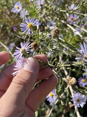 Symphyotrichum lentum