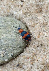 Dicranolaius bellulus