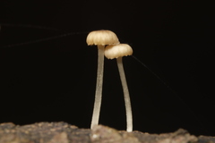 Porotheleaceae