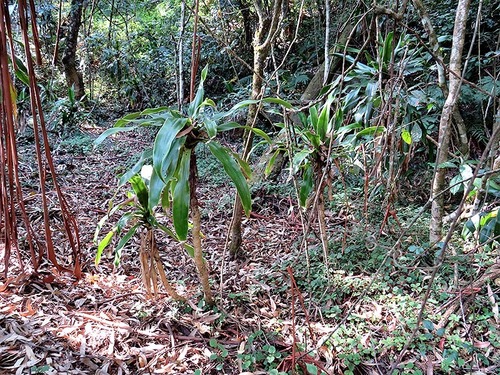 Dracaena aletriformis image