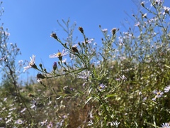 Symphyotrichum lentum